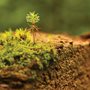 Bright green moss on a rock