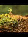 Bright green moss on a rock
