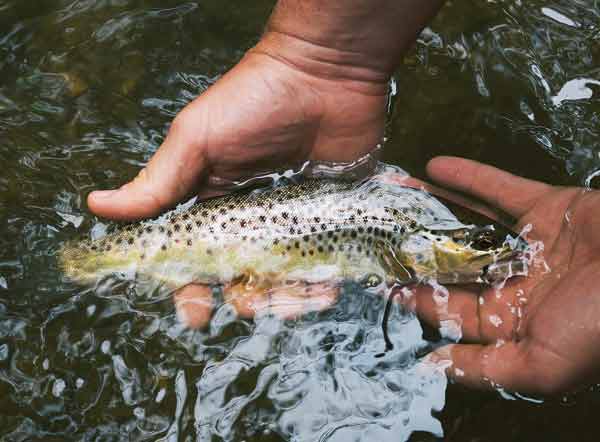 Hände halten einen Bachsaibling im Wasser