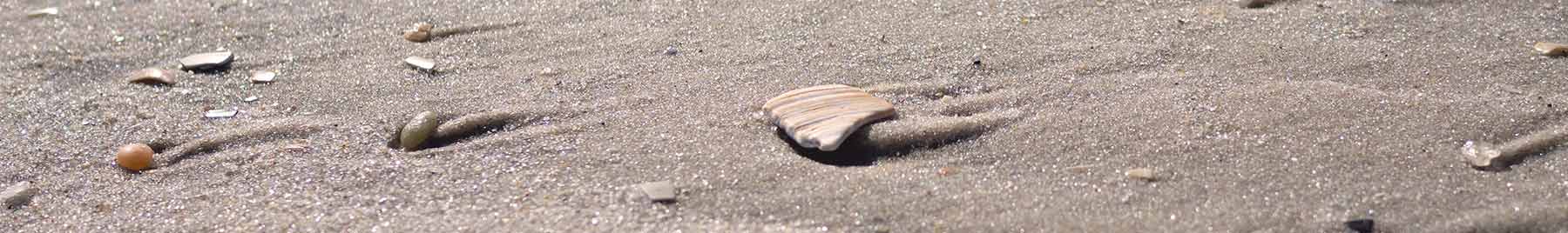 shell pieces on a sandy beach