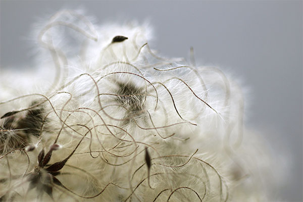 photograph of clematis seeds