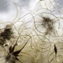 photograph of clematis seeds