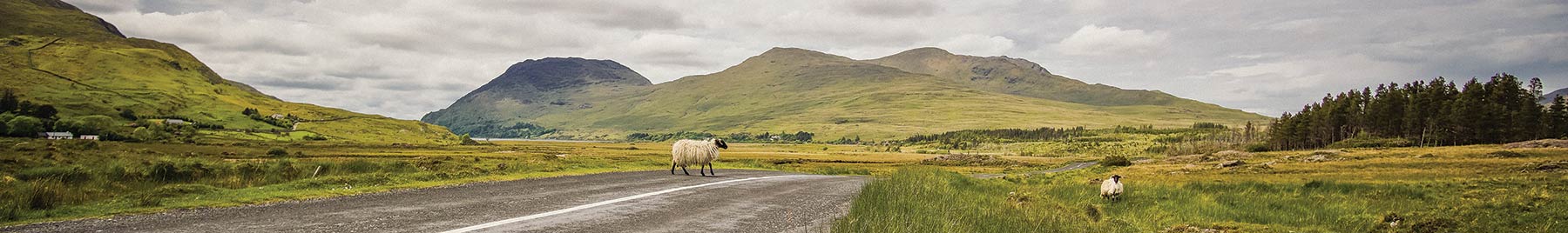 landscape of Ireland with a two sheep near a remote road