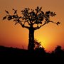 Tree of Life at Sunset, sculpture by Kester, Hilario Nhatugueja