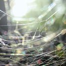 spiderwebs sparkling in the sunshine