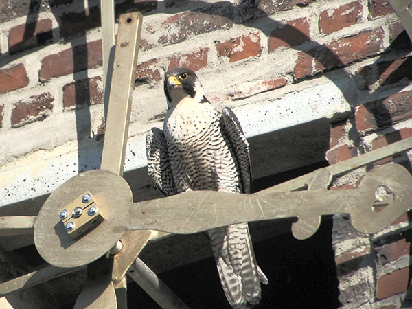 falcon perched on a church tower