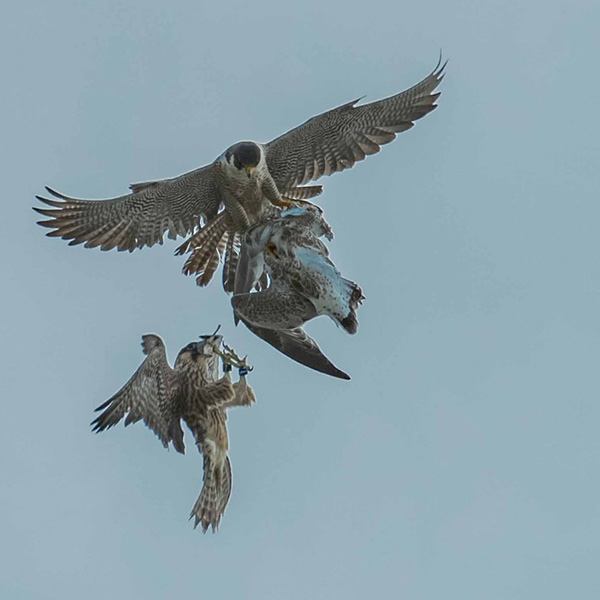 three falcons in the sky