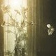 illustration of light coming through a window and shining on a bouquet of flowers