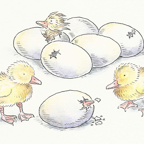 illustration of chicks hatching from eggs