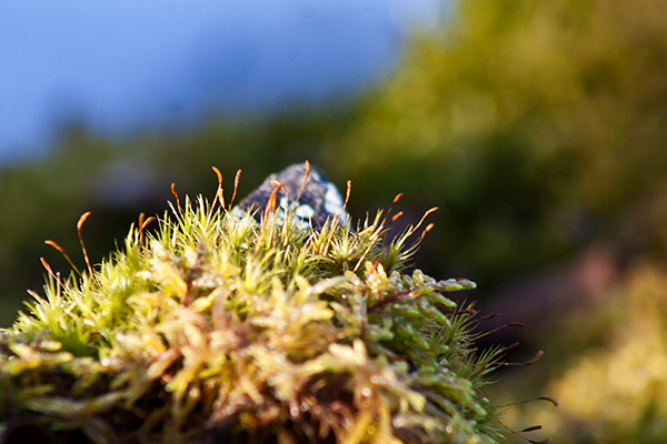 a macro photograph of moss