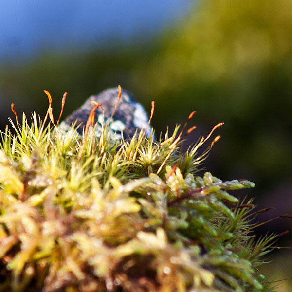 a macro photograph of moss