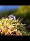 a macro photograph of moss