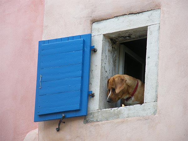 a brown dog looking out of a window with a blue shutter