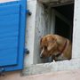 a brown dog looking out of a window with a blue shutter