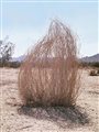 a tumbleweed in a desert landscape
