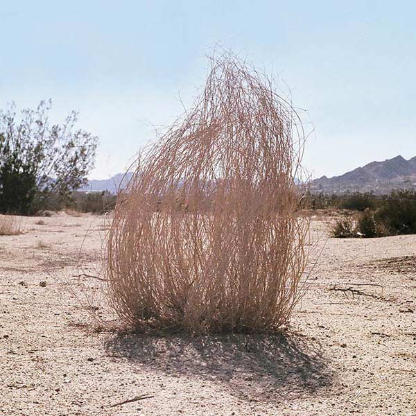 a tumbleweed in a desert landscape