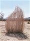 a tumbleweed in a desert landscape