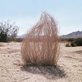 a tumbleweed in a desert landscape