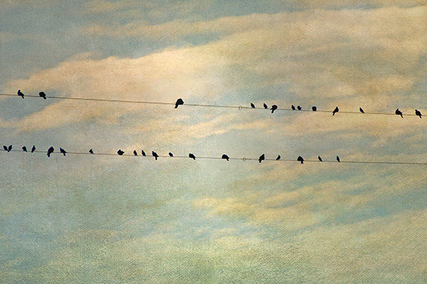 birds sitting on a telephone wire