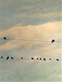 birds sitting on a telephone wire