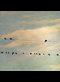 birds sitting on a telephone wire