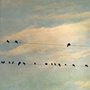 birds sitting on a telephone wire