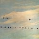 birds sitting on a telephone wire