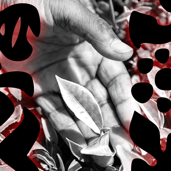 Unilever imagery superimposed on an image of a hand picking tea