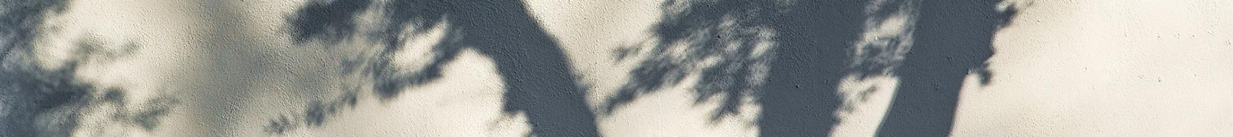 shadow of a tree