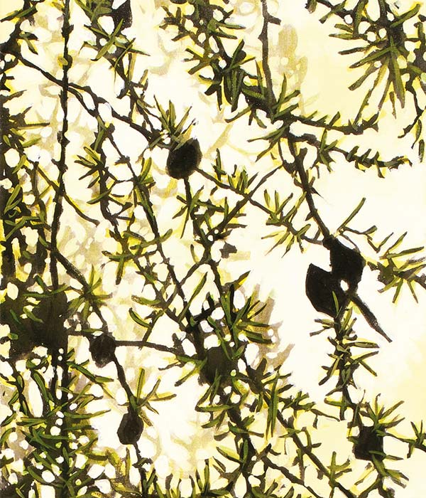 watercolor painting of larch branches and small larch cones 