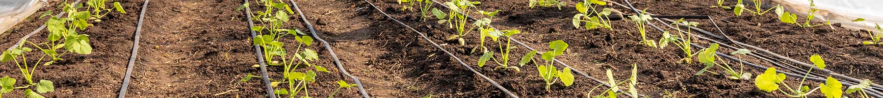 rows of plants in a garden