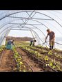 young people watering plants in a greenhouse