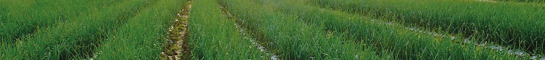 long rows of green plants