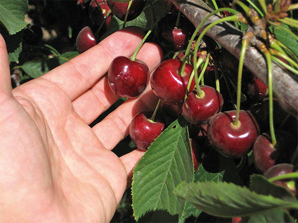 hand holding a bunch of red cherries