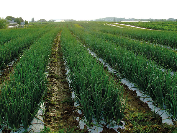 long rows of green plants