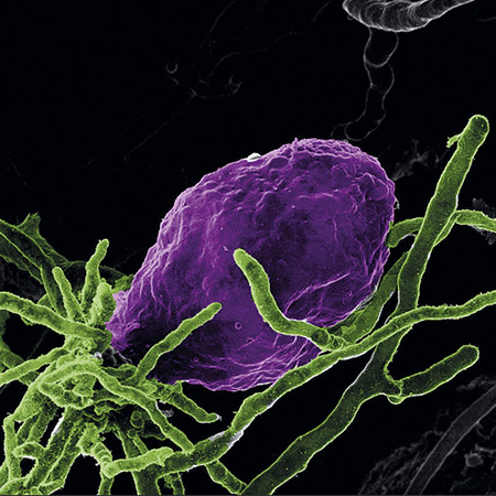 Helium ion microscopy of beneficial microorganisms 