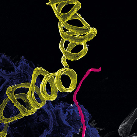 Helium ion microscopy of beneficial microorganisms 