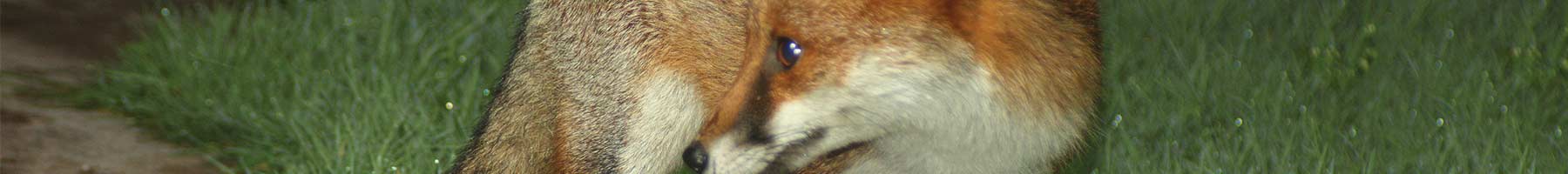 red fox in the night on a sidewalk