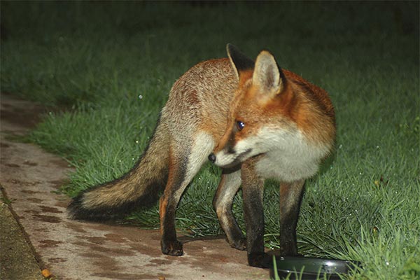 red fox in the night on a sidewalk