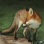 red fox in the night on a sidewalk