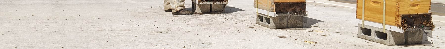 bee hives on a concrete roof