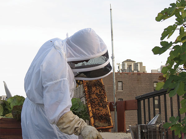 man in white bee suit tending a hive of bees on a New York rooftop