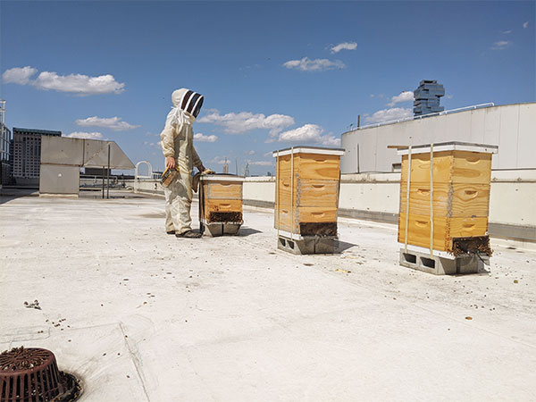 man in white bee suit tending a hive of bees on a New York rooftop