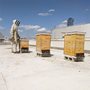 man in white bee suit tending a hive of bees on a New York rooftop