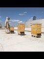 man in white bee suit tending a hive of bees on a New York rooftop