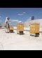 man in white bee suit tending a hive of bees on a New York rooftop