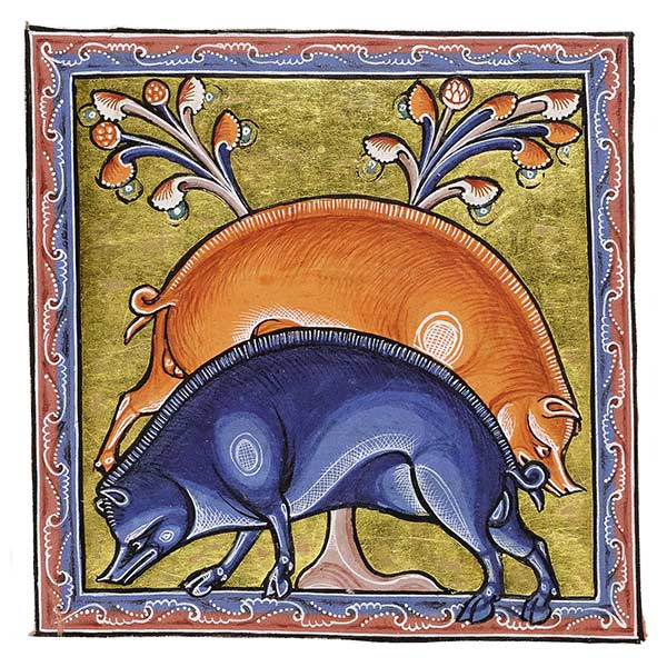 image from illuminated manuscript of two pigs