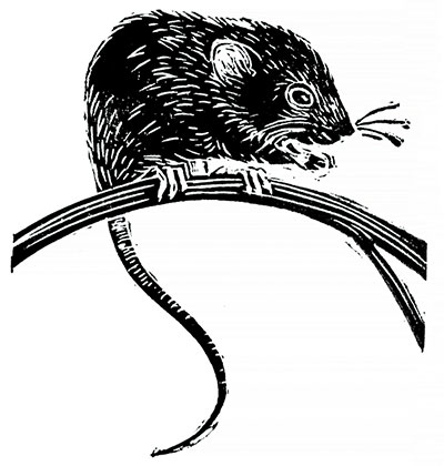 black and white woodcut image of a field mouse