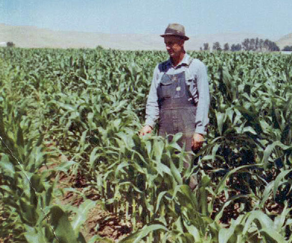 old photo of a man in overalls standing in a cornfield