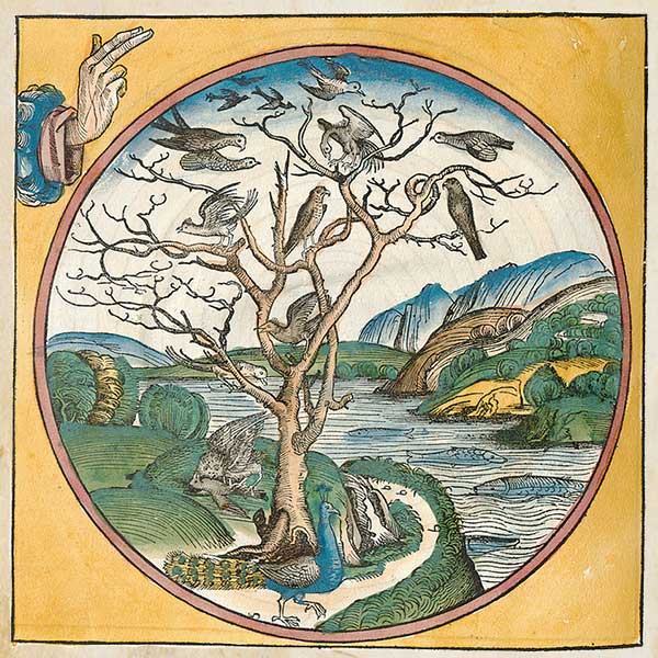 artwork from an account of the Creation found in the Nuremberg Chronicle depicting Day Five as a circle with drawing of a tree full of birds